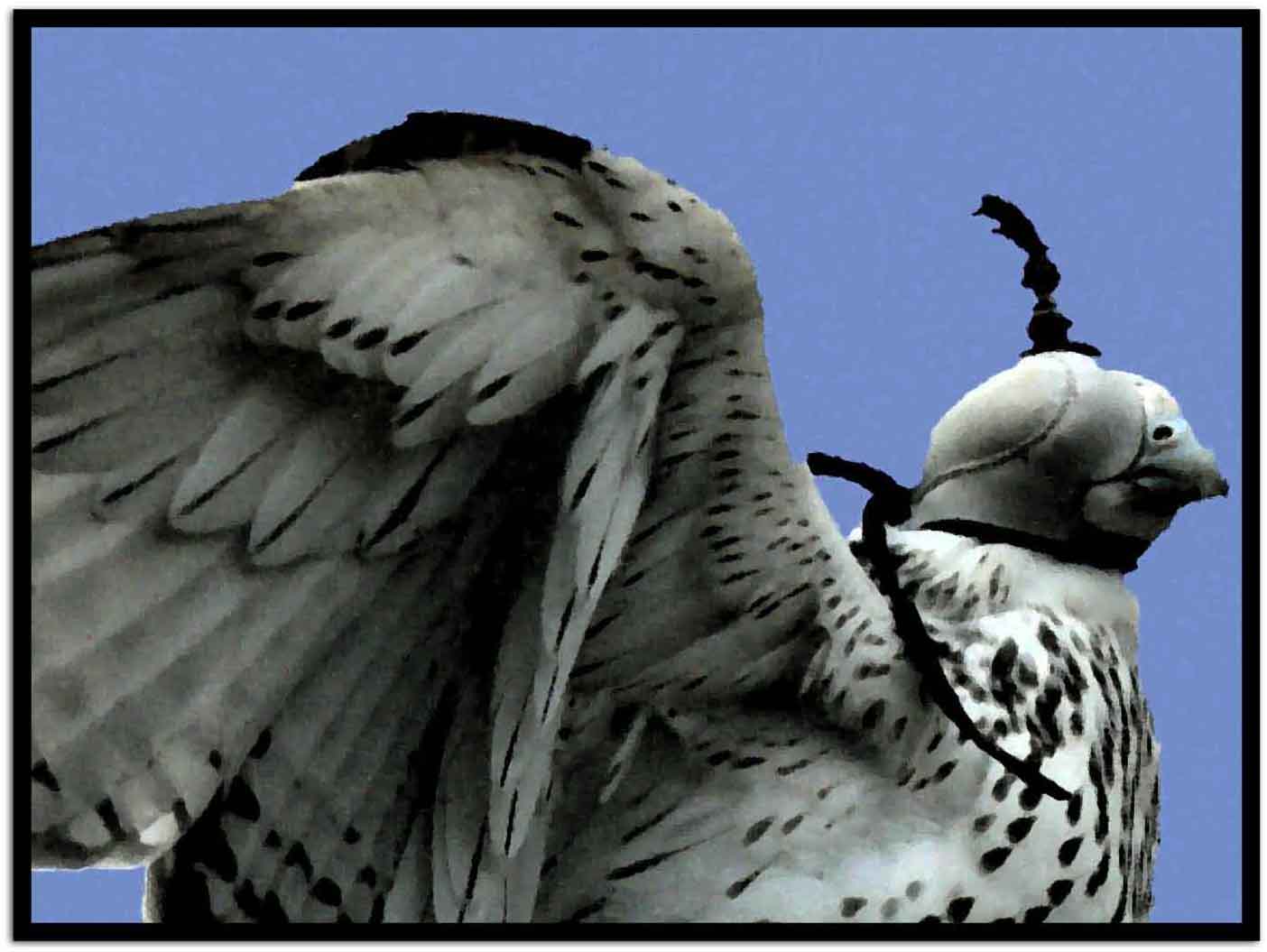 WCC Island - Page 2 White-falcon-low-gyr-hooded-_frame_edited-1